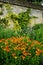 Garden: orange helenium flowers
