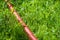 Garden. orange hose in the grass. watering plants