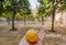 Garden with orange trees inside 16th century Sevilla Cathedral, Spain