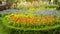 A garden of Orange Wool flower, Blue Salvia, Yellow Sunflower, Red Pink and White Hollyhock and green leaf of Philippine tea plant