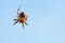 Garden Orb Weaver Spider