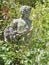 garden ornament stone figure lady garden flowers woman plants moonwort lunaria silver