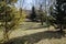 garden with ornamental conifer trees,