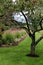 Garden with ornamental grasses and trees.