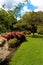 Garden with ornamental grasses and trees.Sunny skies.