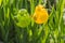 garden ornaments, pair of decorative birds in green grass