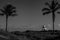 Garden with palms and a lighthouse in the background. black and white.