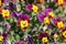 Garden pansy flowers - closeup view