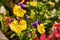 The garden pansy flowers on the flowerbed close up. Viola wittrockiana also called Viola tricolor or pansy flowers.