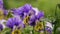 Garden pansy flowers on the flowerbed close up. Viola wittrockiana also called Viola tricolor or pansy flowers on rainy weather