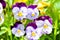 Garden pansy with purple and white petals. Hybrid pansy or Viola tricolor pansy