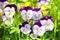 Garden pansy with purple and white petals. Hybrid pansy or Viola tricolor pansy