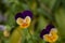 The garden pansy is a type of large-flowered hybrid plant Pansy flower reflects the symbol of faithfulness while its floral