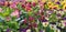 The garden pansy Viola colourful garden autumn