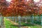 Garden and park tree nurseries specialise in medium to very large sized trees, white american oak tree plantation