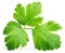 Garden parsley herb (cilantro) leaf isolated on white