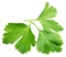 Garden parsley herb cilantro leaf isolated on white