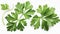 Garden parsley herb (coriander) leaf isolated on white background