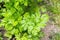 Garden parsley (Petroselinum crispum)