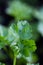 Garden parsley Petroselinum crispum in the rain