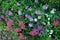 Garden patch with clusters of small colorful flowers