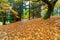 Garden Path Covered in Autumn Leaves