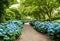 A garden path lined with blooming hydrangeas