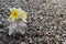 Garden path from pebble with seashell and tropical flowers on it.