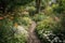 a garden path surrounded by flowering plants and natural foliage