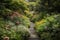 a garden path surrounded by flowering plants and natural foliage