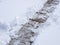 Garden pathway in the backyard is cleared of white snow