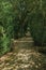 Garden and pathway with trees making a tunnel