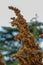 Garden patience or monks rhubarb plant, Rumex patientia, golden leaves in the sun