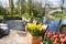 Garden patio, spring flowers, canal. Wooden box planted with tulips and daffodils