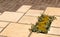 Garden paving detail plant inset