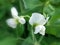 Garden pea (Pisum sativum)