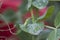 Garden peas growing in a red container