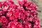 Garden pelargoniums with pink flowers
