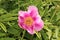 Garden Peony flower - Paeonia Officinalis