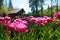 Garden peony-flowered Tulip Pink Size, beautiful rose-pink petals. Spring blooming in Mozirskiji Gaj park Slovenia