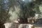 Garden with perennial and centennial olive trees.
