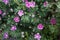 Garden perennial geranium cinereum Ballerina is a winter-hardy herbaceous shrub. Germany
