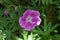 Garden perennial geranium is a winter-hardy herbaceous shrub. Germany