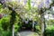 Garden pergola with Chinese Wisteria