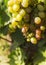Garden pest predatory wild Wasp destroys the fruit of grapes