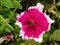 Garden petunia surfinia flower in the park. fresh flower with mix colour