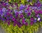 Garden petunias of various colors mixed with creeping jenny in a planter in Vail Colorado.