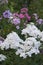 Garden phlox flowers