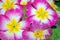 Garden Phlox Flowers