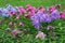 Garden phlox flowers growing as blooming border plants